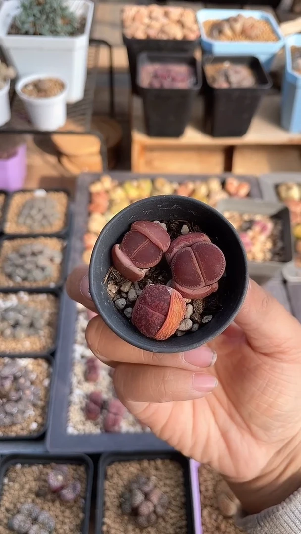 【闪购商品】0477开播福利