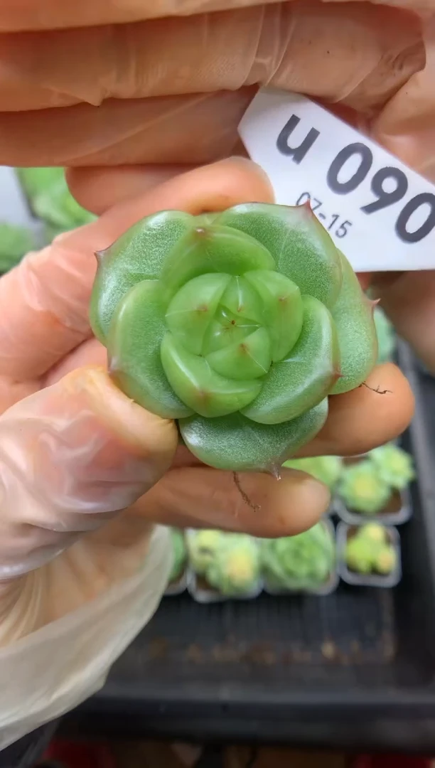 u090 东云珍妮 裸根 1块