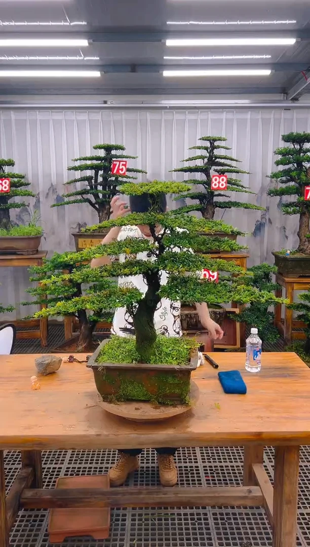 无花朵精品盆景直播间一物一拍