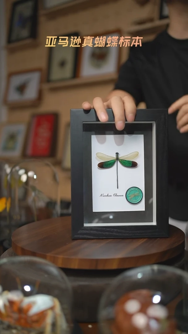 华艳色蟌火漆章版7寸黑框