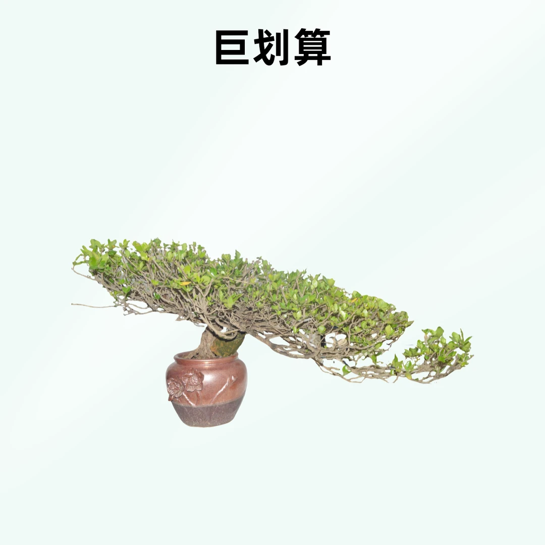 海岛栀子花悬崖造型盆景绿植适合客厅室内办公桌面四季常青
