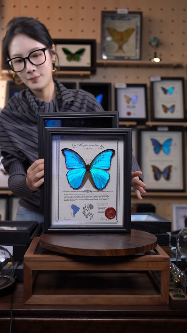 大蓝闪蝶豪华版10寸欧式框（带证书）