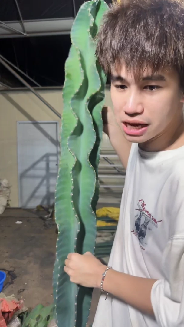 秘鲁苹果 高80-100cm