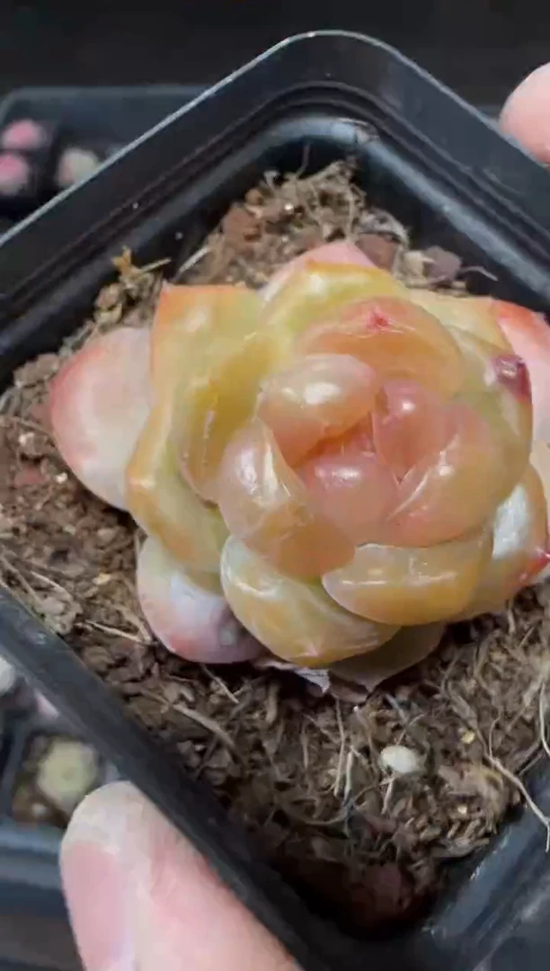 【闪购商品】一物一拍0221—260