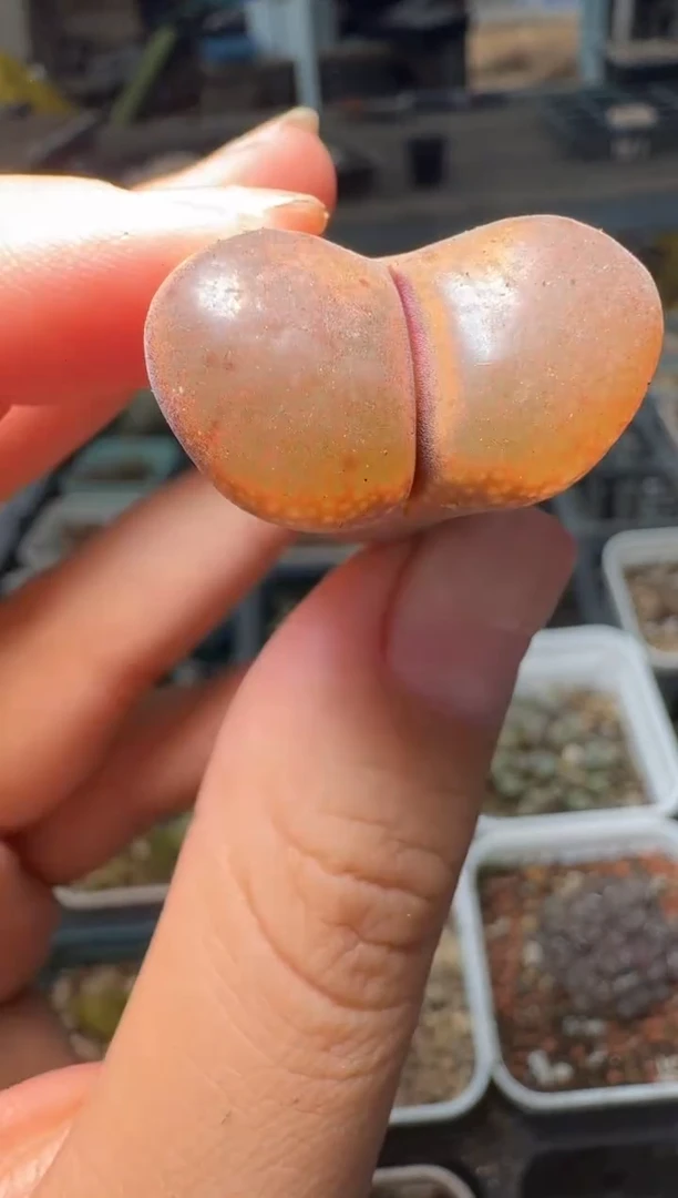 11-237多肉植物肉锥
