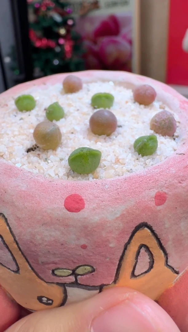 【闪购商品】26-8猫耳空蝉一颗