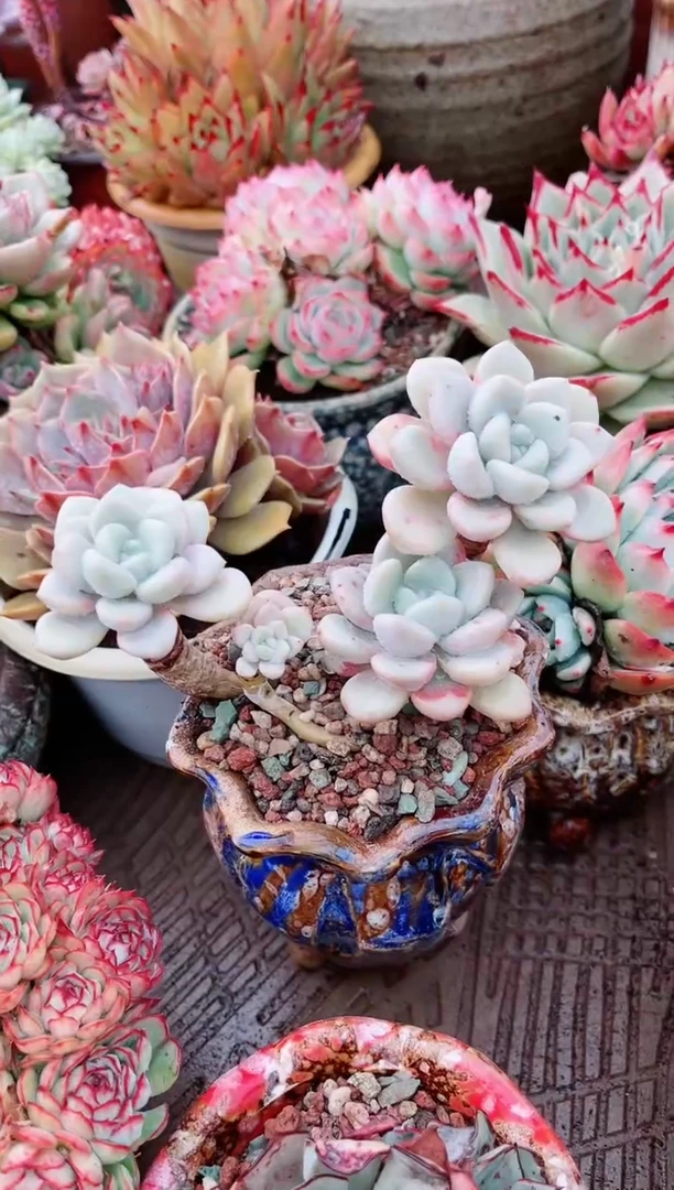 【闪购商品】20225