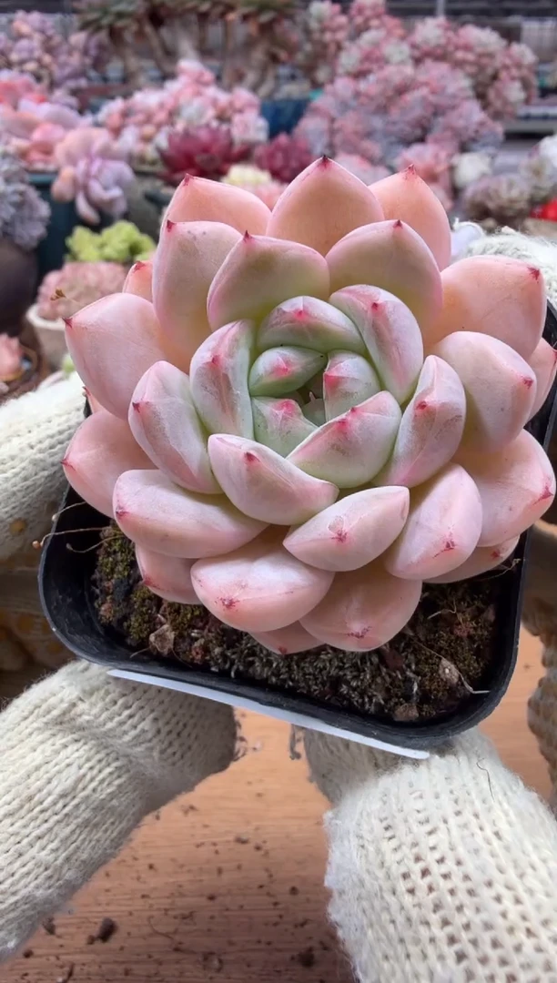 东云多肉园三店-21