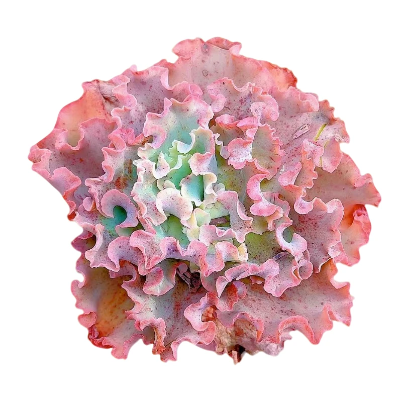 【高纱之翁】【满9.9包邮】星花怒放阳台露台办公多肉植物栽种养