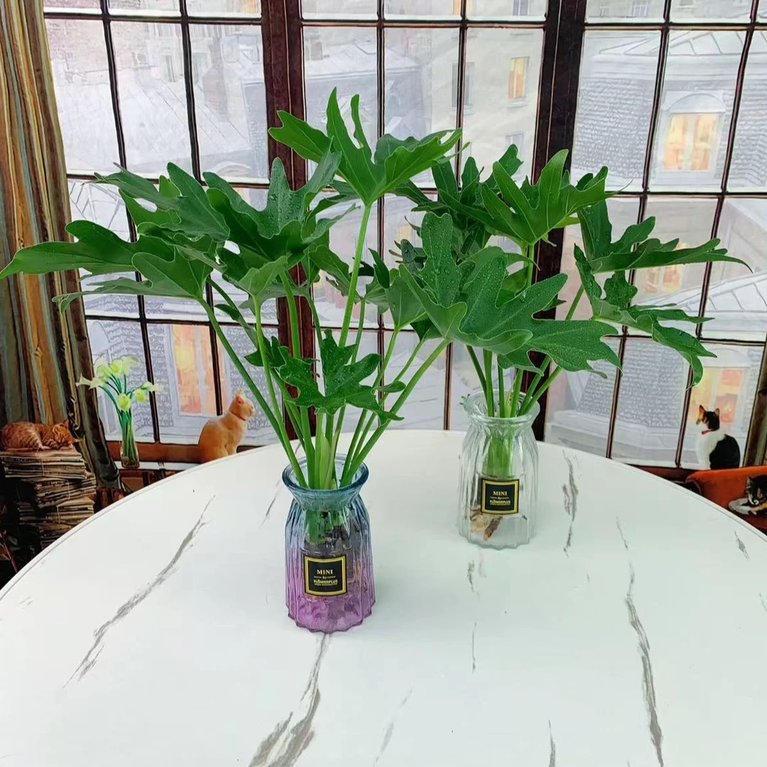 春羽水培龙鳞小天使室内桌面净化空气植物懒人好养绿植盆栽