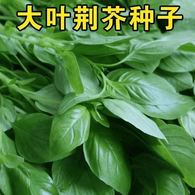 【全店满5包包邮】特大叶荆芥种子蔬菜种子荆芥菜籽四季播荆菜农家