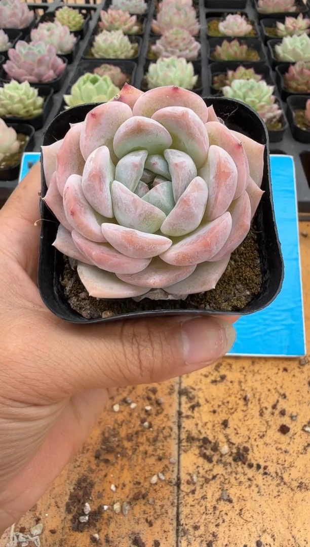 东云多肉园二店-214