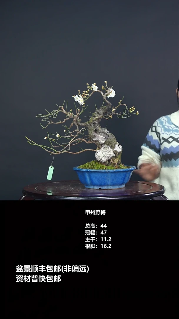 无花朵甲州野梅-G4965