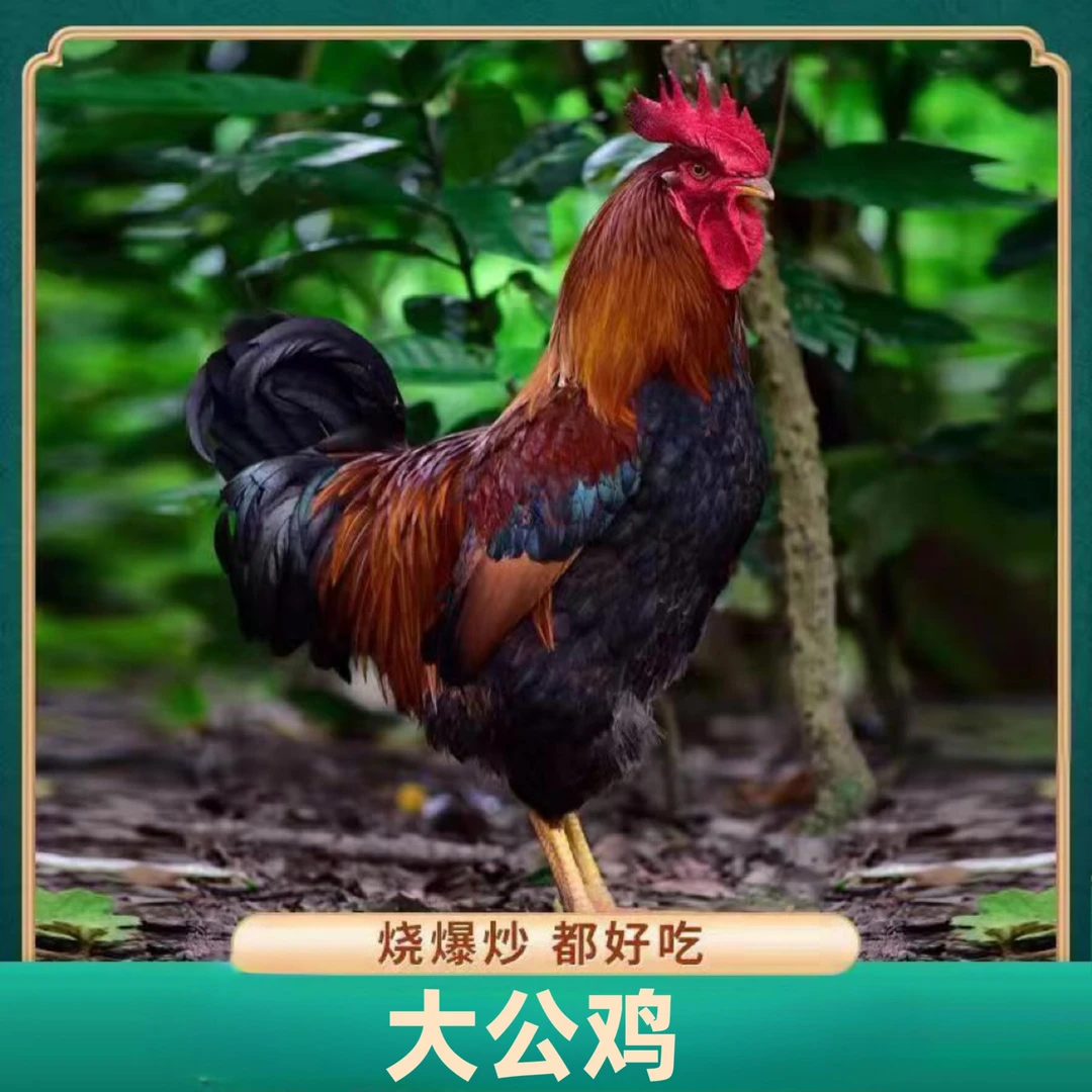 【1】山东黄脚大公鸡  肉质鲜嫩 冷链运输
