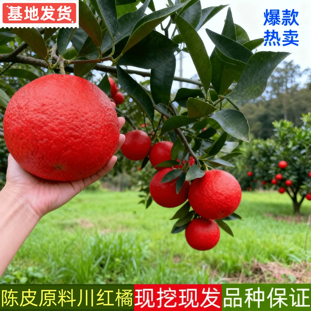 老品种四川正宗东方红橘树苗盆栽地栽柑桔嫁接世纪红庭院树苗秧苗