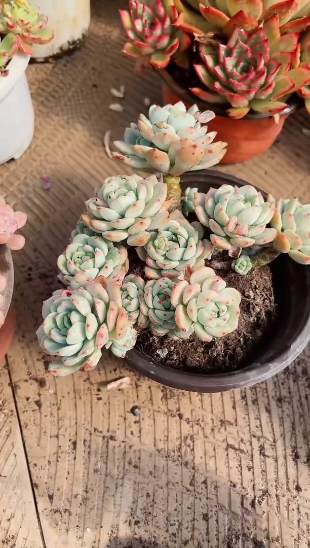 【闪购商品】02573