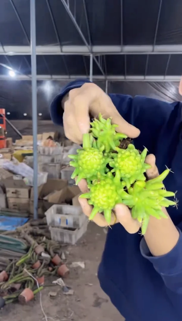 【闪购商品】5颗 泰菊莲