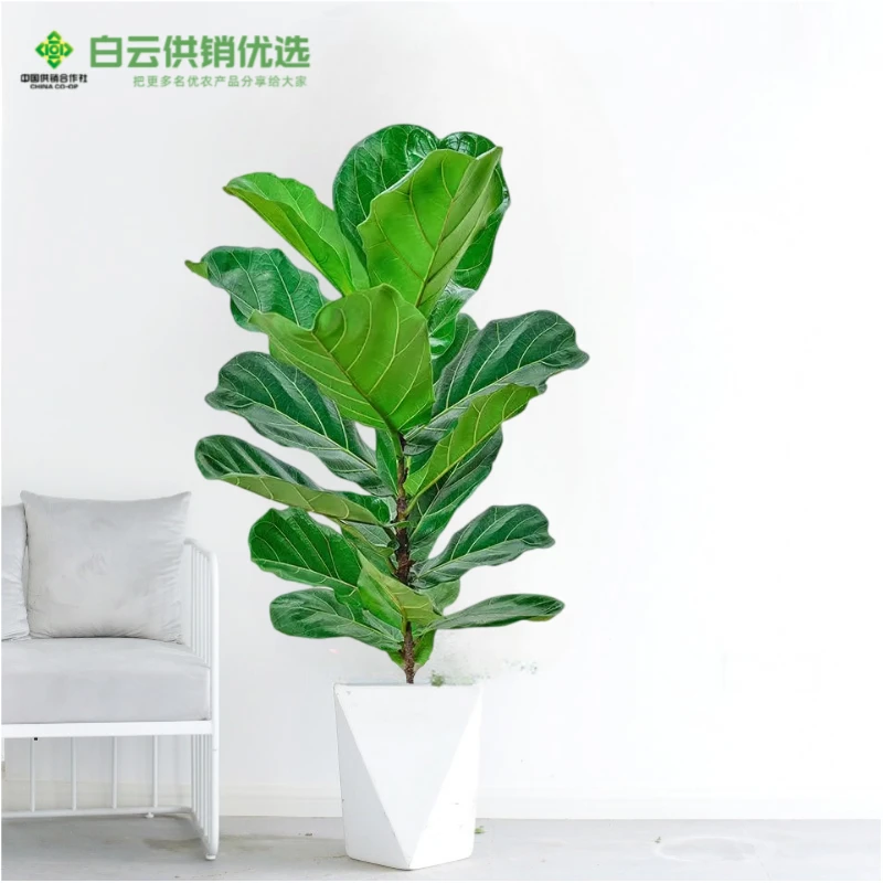 【80-90cm】琴叶榕绿植室内客厅四季去甲醛新房办公室大叶植物常青