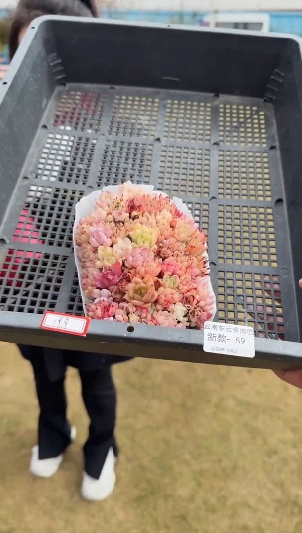 东云多肉园新款-59