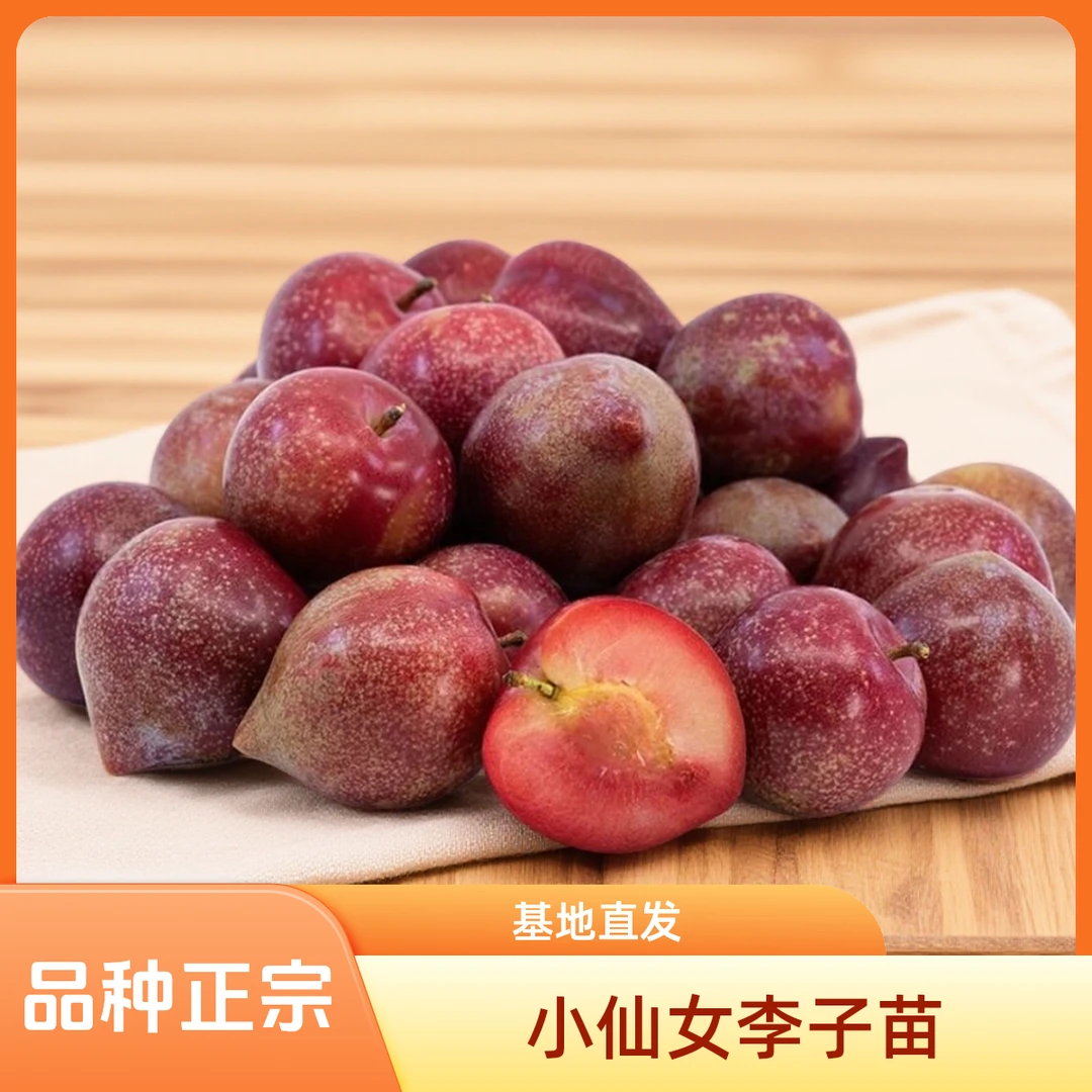 正宗小仙女李子裸根苗批发糖果甜心李基地直发保真对版