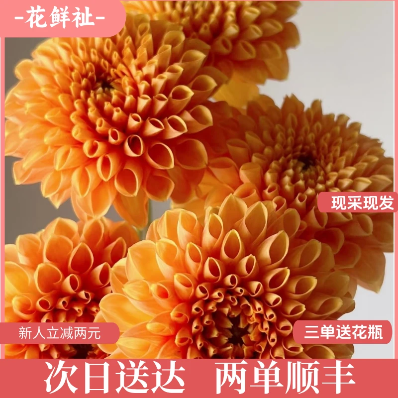 花鲜祉【大丽花希尔维亚橙色5枝】新鲜包邮到家次日达