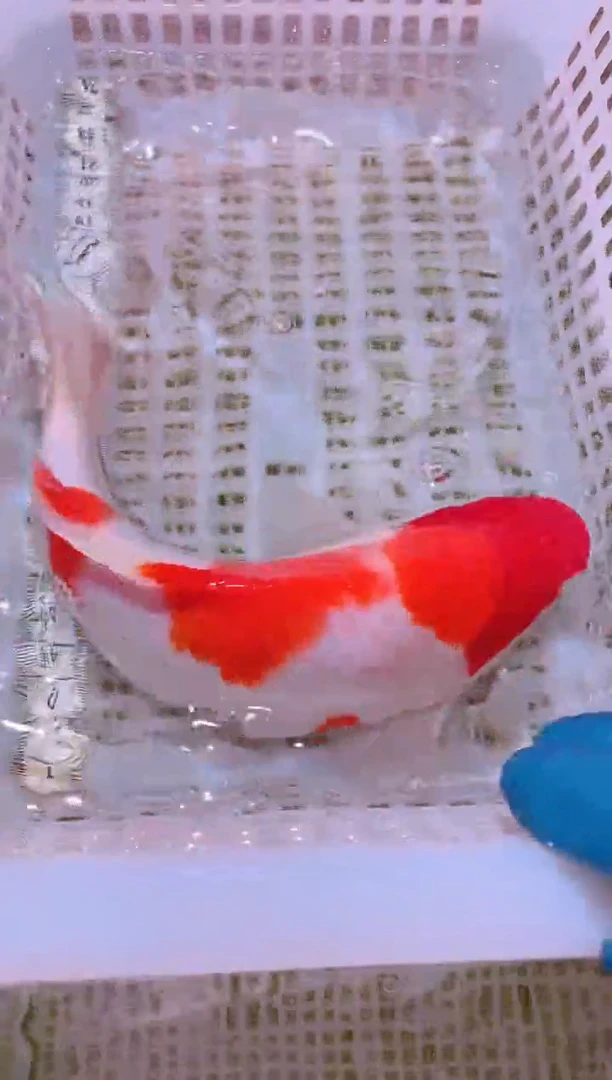 锦鲤冷水观赏鱼全场包邮156