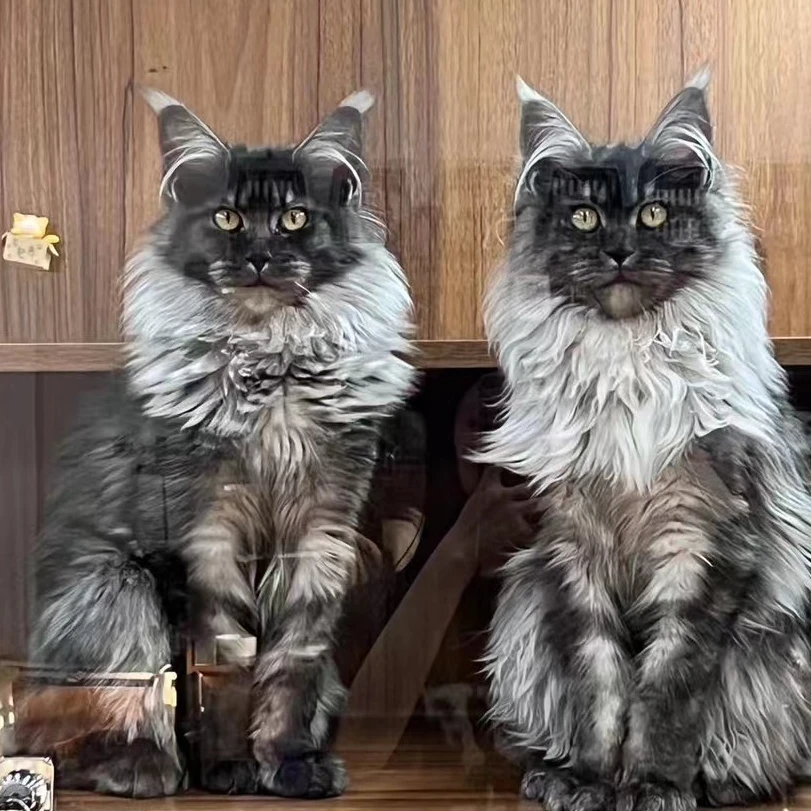 壮实说猫缅因专场专属链接