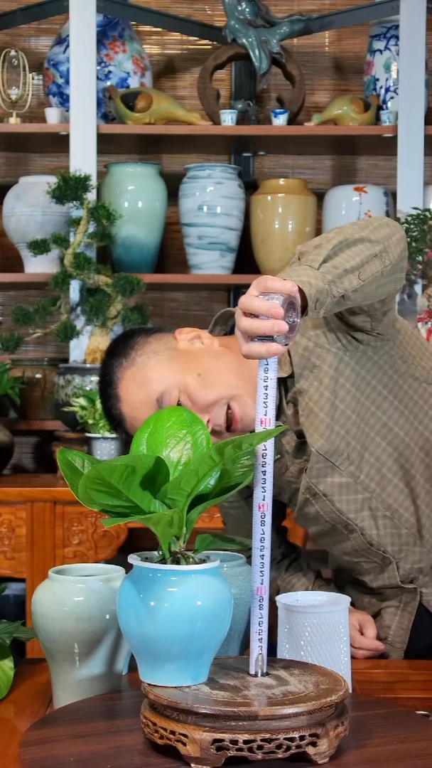 无花朵李**?水之韵水培聚宝盆