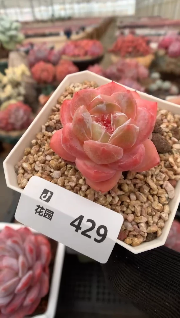 429糖心一物一拍