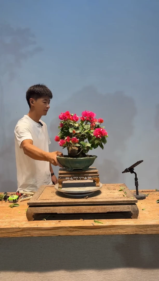 无花朵祥**具三角梅专场一物一拍39
