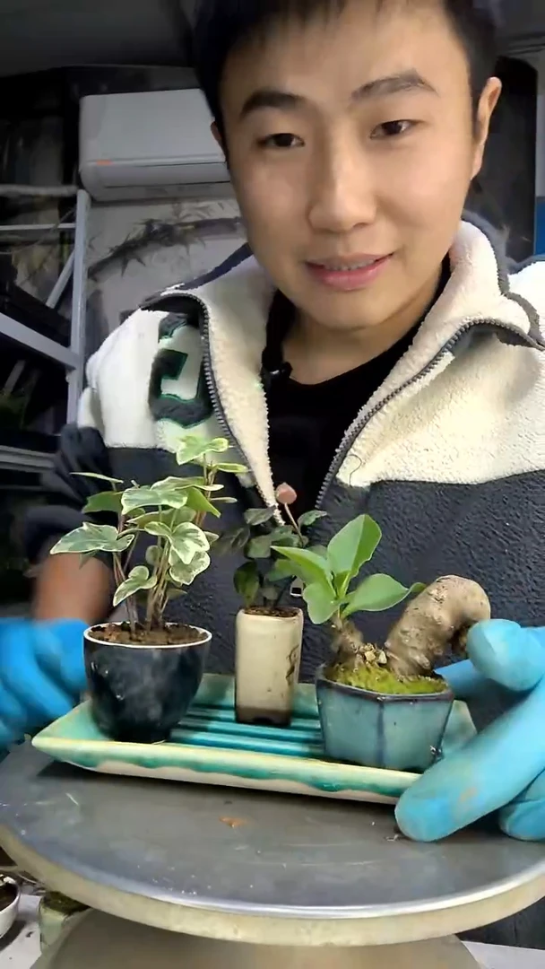 尔*中青园艺一物一拍花182