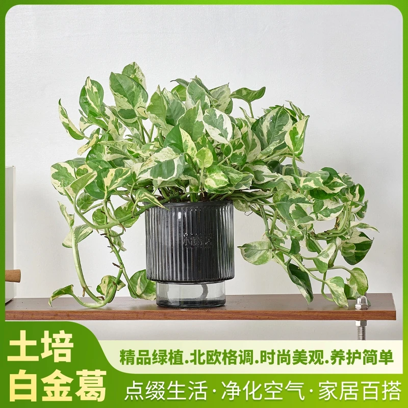 白金葛鲜活室内植物花卉绿萝雪花葛绿萝绿植盆栽客厅办公室桌面