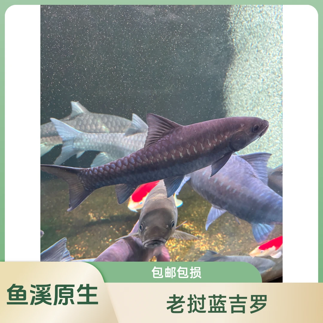 老挝蓝吉罗观赏鱼吉罗野生原生鱼新光唇云南观赏鱼活体进口