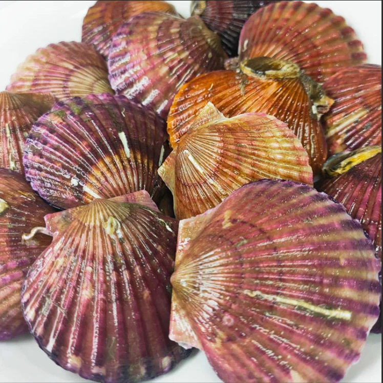 （小红贝)扇贝鲜活刺贝小红贝海鲜夏夷贝港湾贝夏夷贝火锅烧烤食材