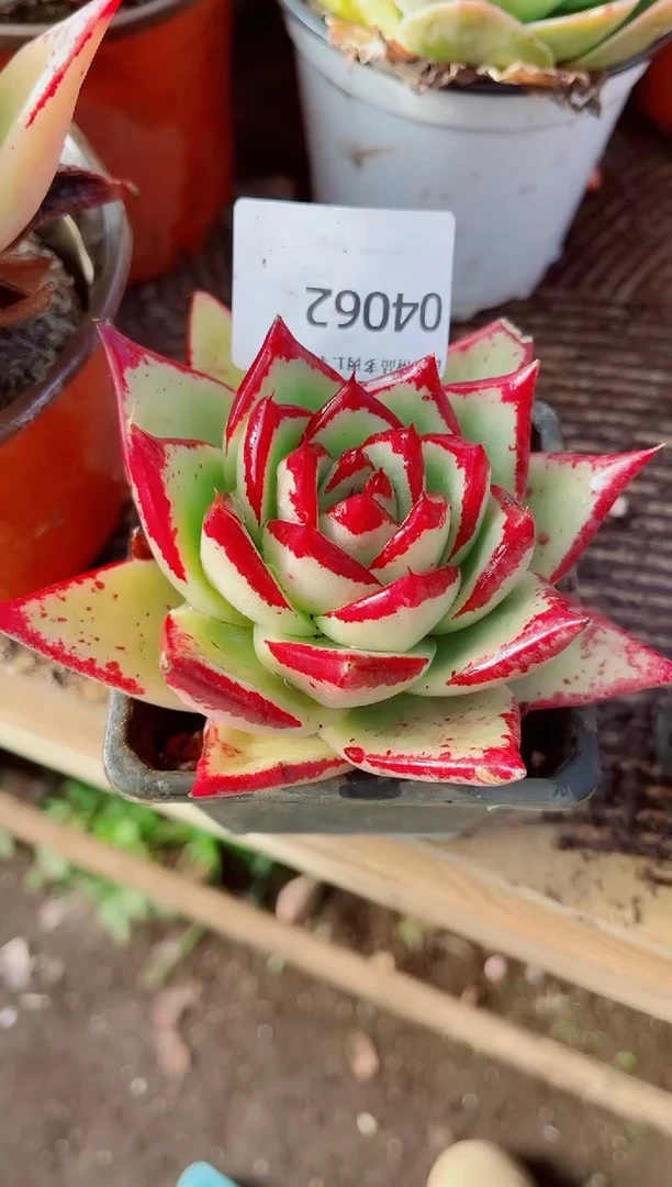 佳**…跃跃精品多肉04062