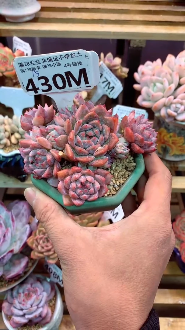 430M（一物一拍，精品多肉，所见即所得 ）