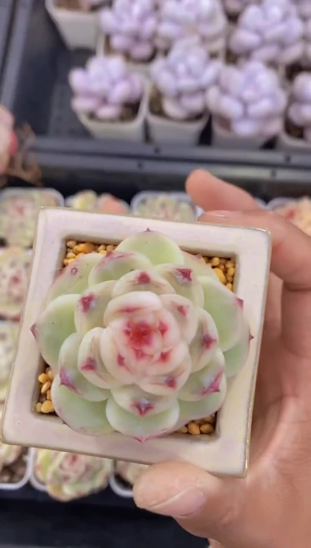 A16-小白方小草莓（量拍）