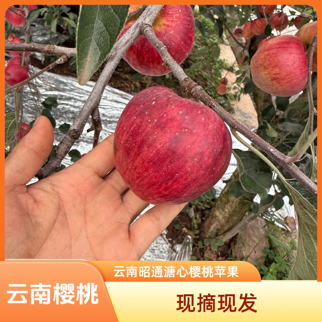 云南昭通正宗樱桃苹果纯甜无酸现摘现发