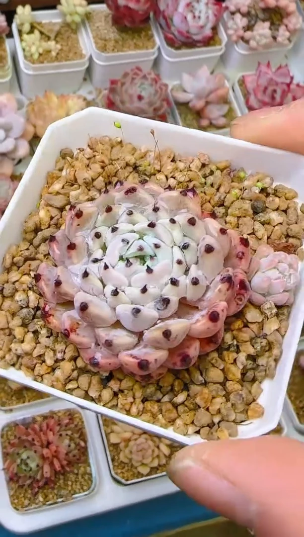 【闪购商品】凭—969—仙农（爪）