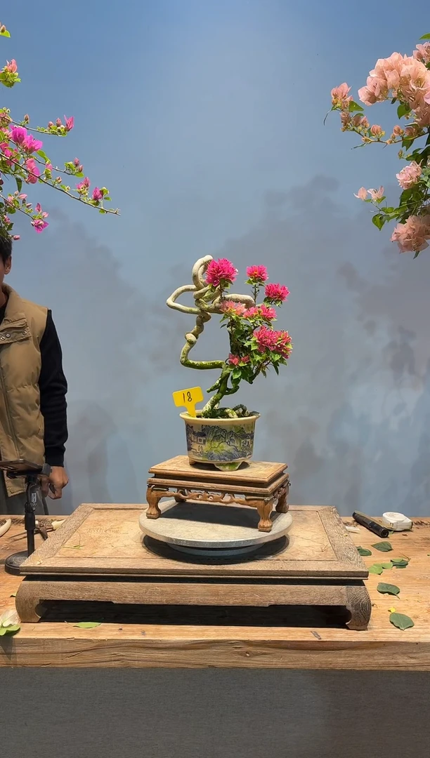 全部花朵楷*三角梅18