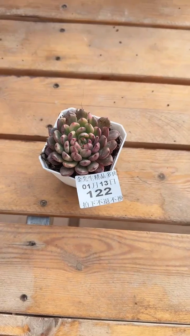 【闪购商品】0113-122锦70#