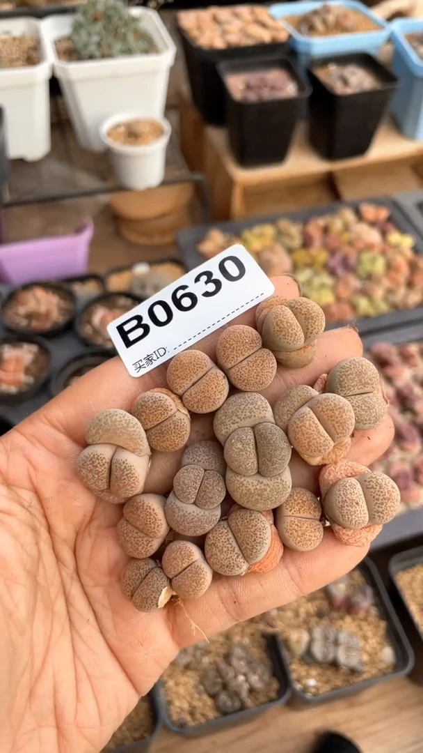 【闪购商品】0630直播一物一拍