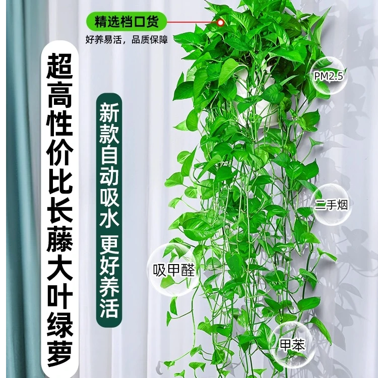【大叶长藤】绿萝盆栽室内好养吸除甲醛净化空气水培植物花卉批发