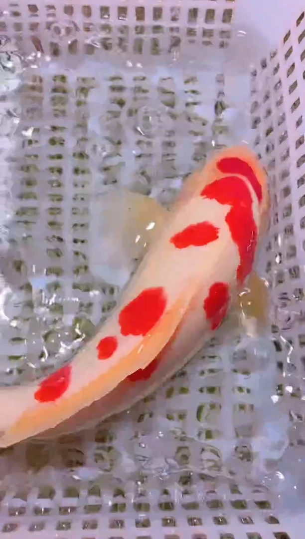 锦鲤冷水观赏鱼全场包邮103