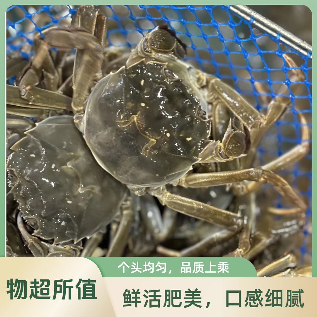 六月黄公蟹一只（约100g、一只约2两左右）