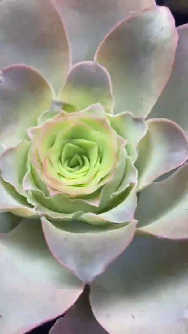 楹楹山地玫瑰/193/7cm