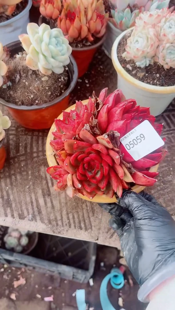 喜****人跃跃精品多肉05059