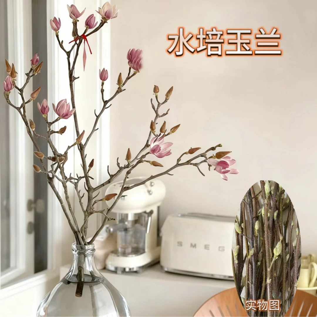 遇水开花白玉兰鲜切紫玉兰鲜花干枝鲜枝室内水培植物好养花卉