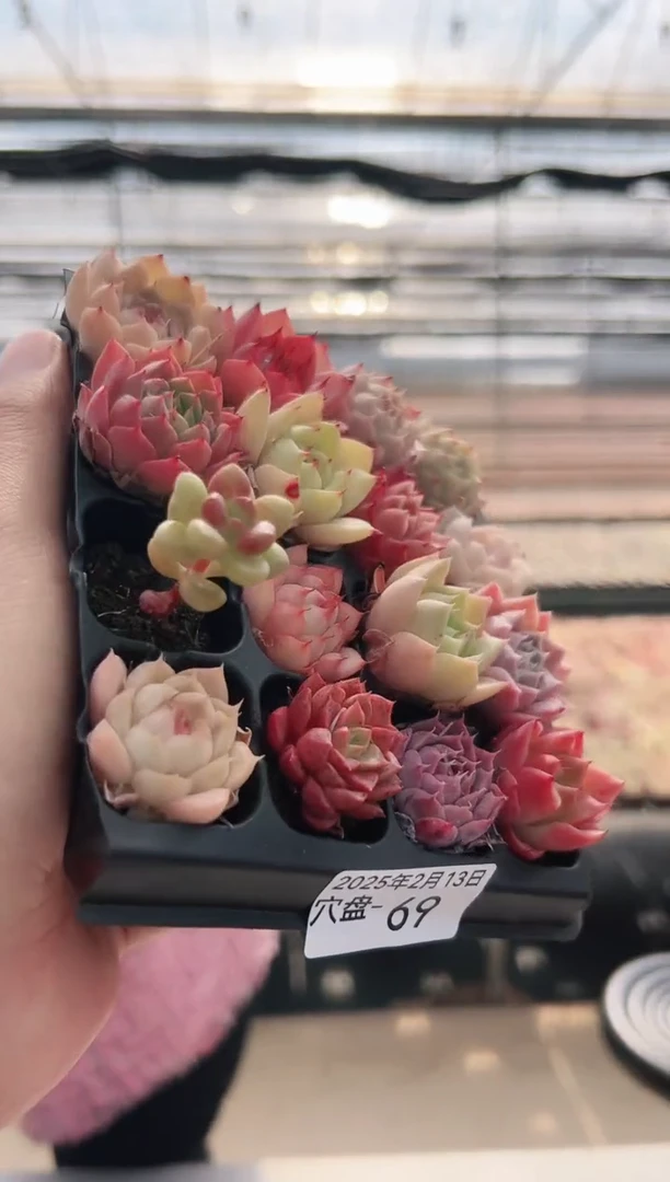 【闪购商品】穴盘-69