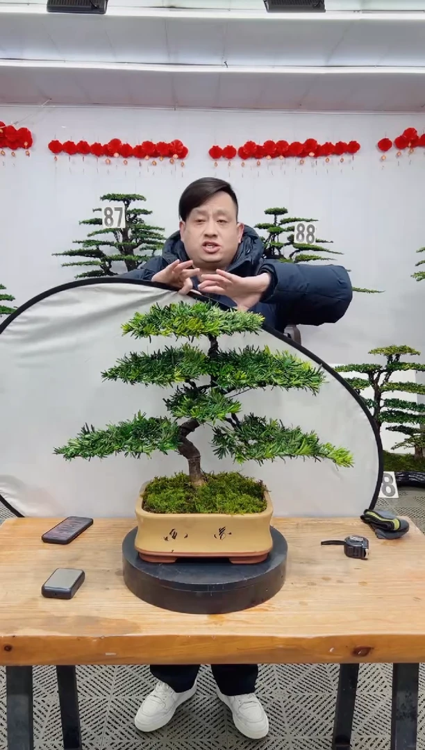 【闪购商品】盆景盆景